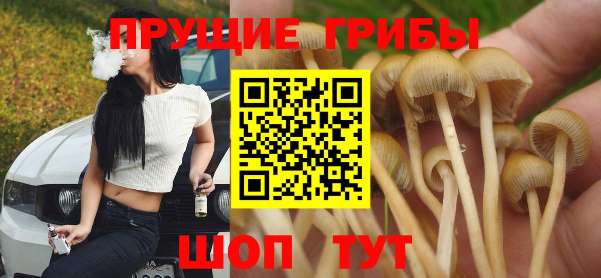 Псилоцибиновые грибы Psilocybe Клинцы